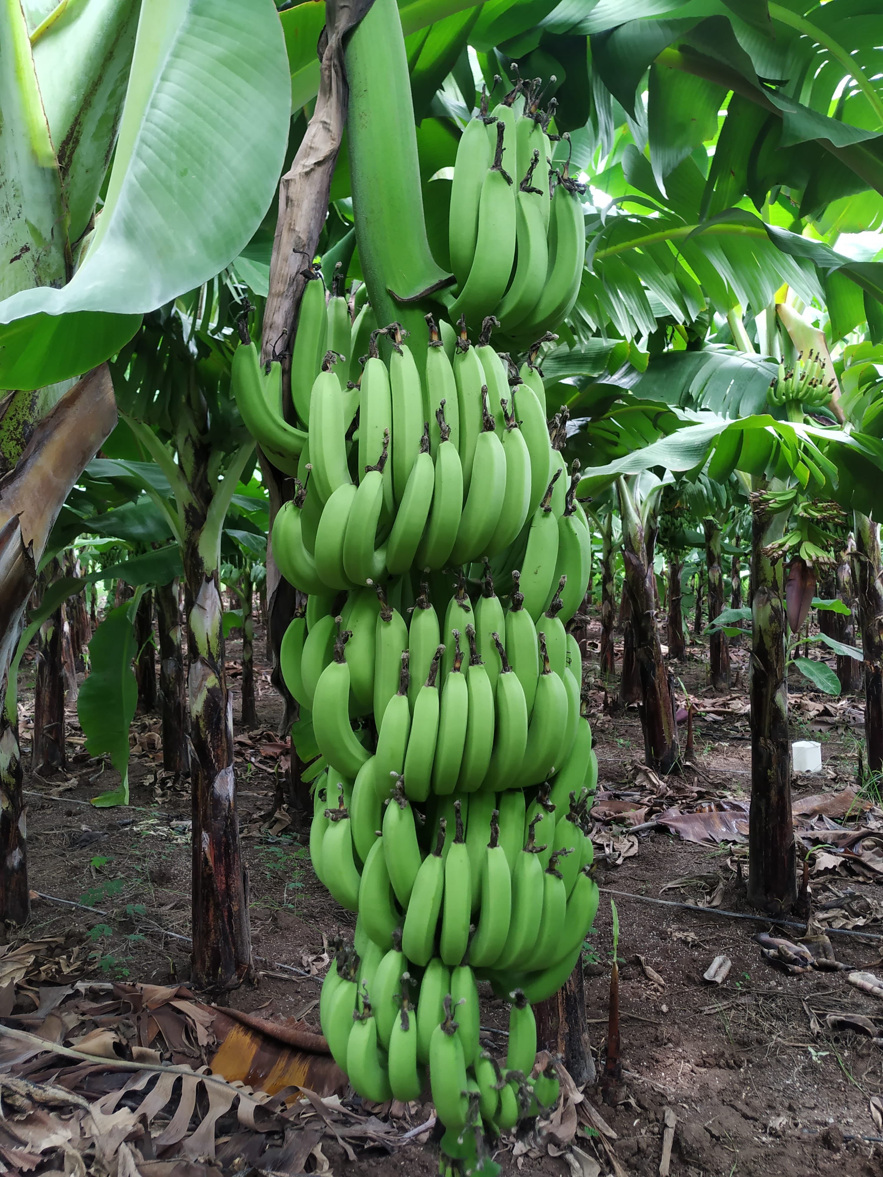 Banana