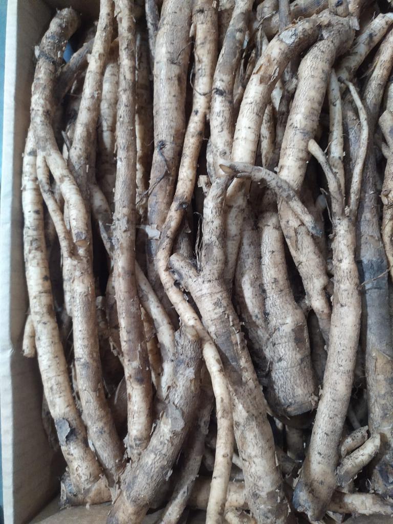Shatavari Roots